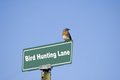 Free Bird What Stock Photos - 8506733