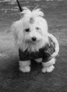 Free Fashionable Maltese Dog Royalty Free Stock Images - 8506969