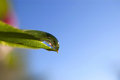 Free Drop Stock Photo - 8507060