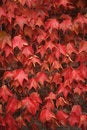 Free Nature Royalty Free Stock Images - 8508729