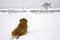 Free Dog In The Snow. Royalty Free Stock Image - 8506156