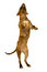 Free Standing Dog Stock Photo - 8507600