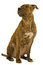 Free Staffordshire Terrier Dog Royalty Free Stock Photography - 8507607