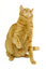 Free Cat Royalty Free Stock Images - 8508779