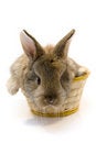 Free Small Rabbit Stock Photo - 8510940