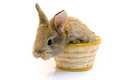 Free Small Rabbit Stock Photography - 8510942