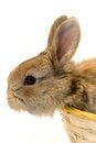 Free Small Rabbit Stock Images - 8510944