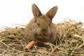 Free Small Rabbit Stock Photo - 8510950
