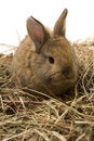 Free Small Rabbit Stock Photography - 8510952