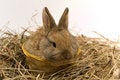 Free Small Rabbit Stock Images - 8510954