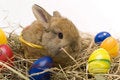 Free Small Rabbit Royalty Free Stock Photo - 8510955