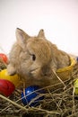 Free Small Rabbit Royalty Free Stock Image - 8510956