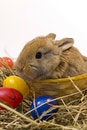 Free Small Rabbit Royalty Free Stock Images - 8510959