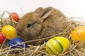 Free Small Rabbit Stock Photography - 8510962
