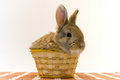 Free Small Rabbit Stock Photo - 8510970