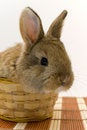 Free Small Rabbit Stock Photography - 8510972