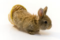 Free Small Rabbit Royalty Free Stock Photo - 8510975
