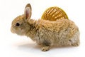 Free Small Rabbit Royalty Free Stock Image - 8510976