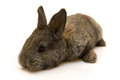 Free Small Rabbit Royalty Free Stock Photography - 8510977