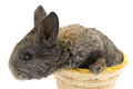 Free Small Rabbit Stock Photo - 8510980