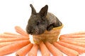 Free Small Rabbit Stock Images - 8510984