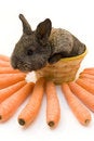 Free Small Rabbit Royalty Free Stock Image - 8510986