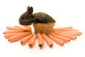 Free Small Rabbit Royalty Free Stock Photography - 8510987