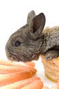 Free Small Rabbit Royalty Free Stock Photos - 8510988
