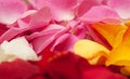 Free Petals Of The Roses Stock Photos - 8511833