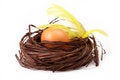 Free Egg In Nest With Feathers Stock Image - 8513751