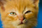 Free Fluffy Red Kitten Stock Image - 8510671