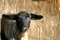 Free Black Face Lamb 3 Royalty Free Stock Image - 8510756
