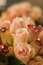 Free Boutonniere Roses Stock Images - 8512014