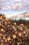 Free Log Pile Stock Photo - 8512430