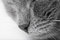 Free Grey Kitten Stock Photography - 8513362