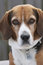 Free The Beagle Stock Photography - 8515412