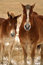 Free Roseberry Mules Stock Photo - 8515640