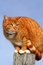 Free Yellow Tabby Cat Looking 2 Stock Image - 8515941