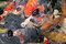 Free Koi Stock Image - 8516301