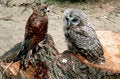 Free Caucasus Mountains And Owls. Royalty Free Stock Photo - 8524485