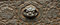 Free Ancient Beast Logo Stock Photos - 8521693