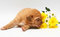 Free Pup With Flowers. Royalty Free Stock Photo - 8521805