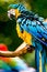 Free A Colourful Macaw In The Wild Royalty Free Stock Photography - 8522787