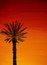 Free Palmtree Sunset Background Royalty Free Stock Photography - 8522827