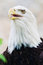 Free Bald Eagle Royalty Free Stock Image - 8522876