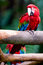 Free Wild Macaw Royalty Free Stock Image - 8522896
