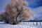 Free Winter Rural Scene 5 Royalty Free Stock Images - 8523409