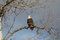 Free Bald Eagle Royalty Free Stock Image - 8523776