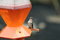 Free Female Ruby-throated Hummingbird Stock Images - 8524534