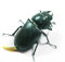 Free Bug Stock Image - 8527861